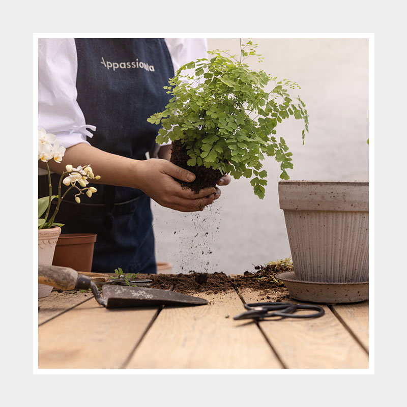 A person in a denim apron is repotting a green plant, with soil falling onto a wooden table, surrounded by gardening tools and pots.