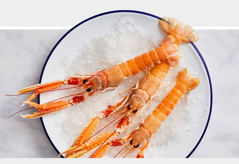 Fresh langoustines arranged on crushed ice in a white enamel bowl with blue rim, displaying their orange shells and long antennae
