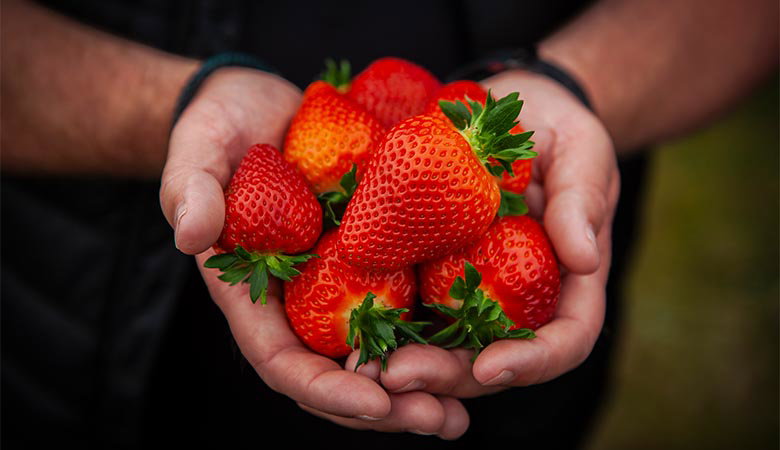 Hands gently holding a bunch of ripe, red strawberries with green leaves. The image conveys freshness and abundance against a blurred background.