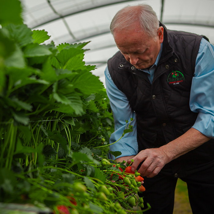 Pat Clarke checking ripe strawberries among lush green leaves, surrounded by a greenhouse structure.